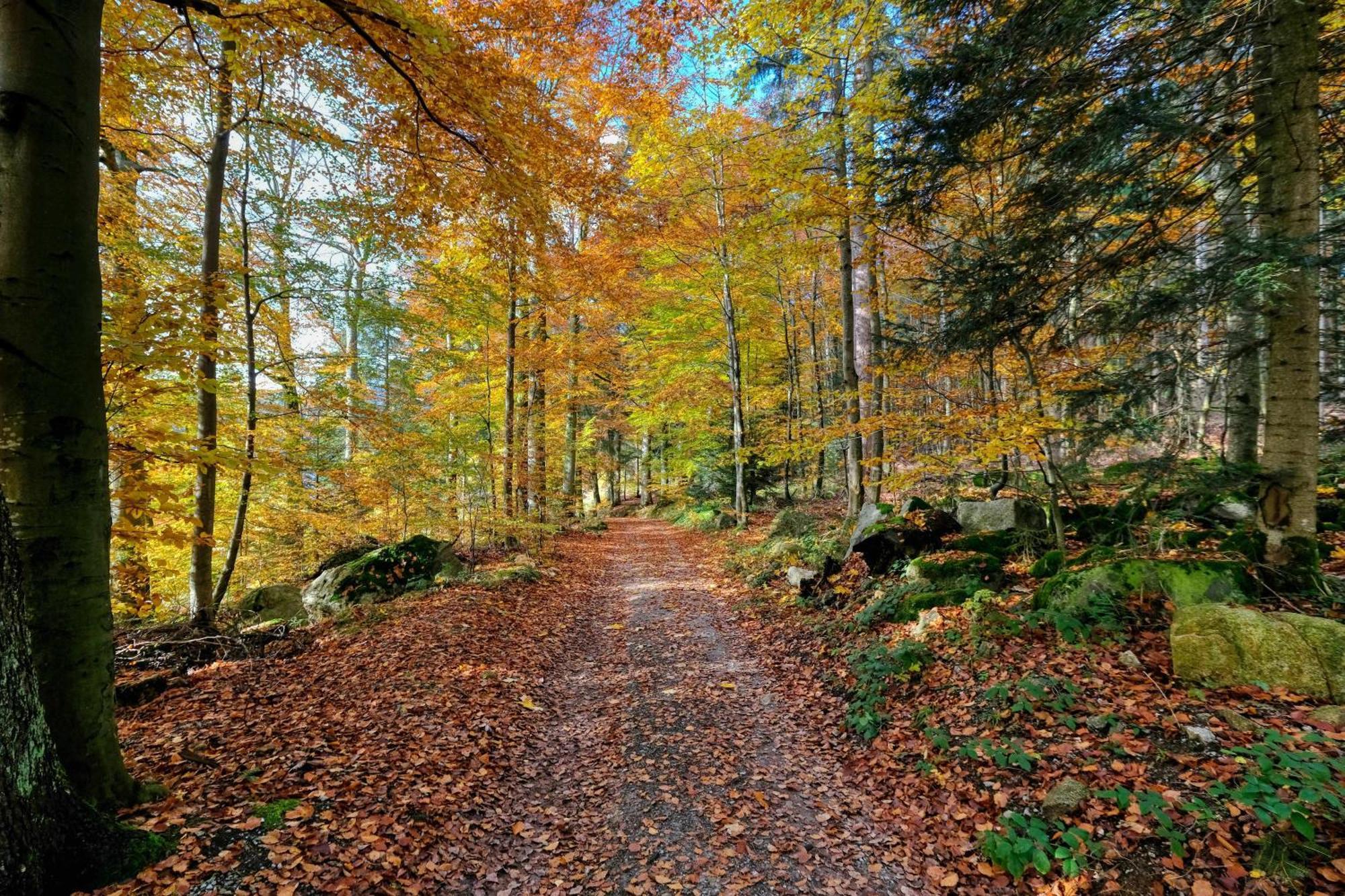 Zum Alten Waerterhaus Forbach Bagian luar foto